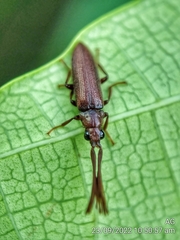 Callirhipidae