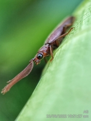 Callirhipidae