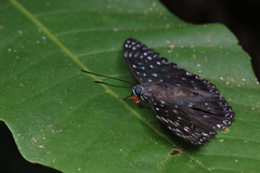 Dichorragia nesimachus