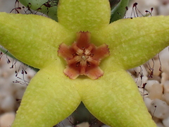 Orbea caudata