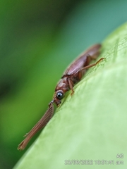 Callirhipidae