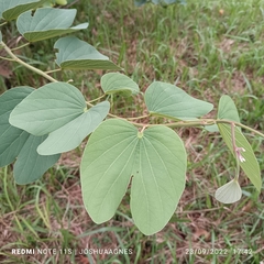 Bauhinia acuminata