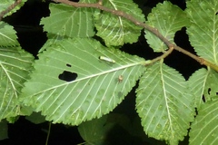 Abraxas sylvata