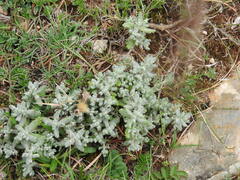 Teucrium