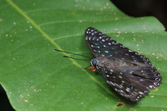 Dichorragia nesimachus