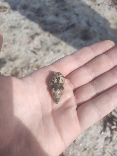 Cerithium caeruleum observed 2022-09-23