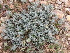 Teucrium