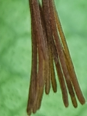 Callirhipidae