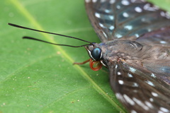 Dichorragia nesimachus