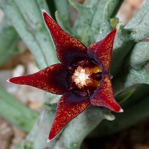Pachycymbium spp. f. cristata