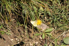 Colias phicomone