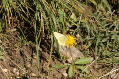 Colias phicomone