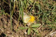 Colias phicomone