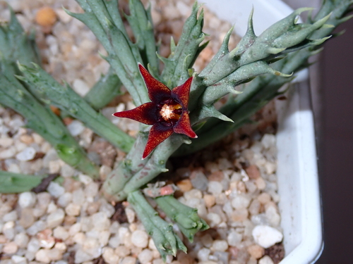 Pachycymbium spp. f. cristata 2