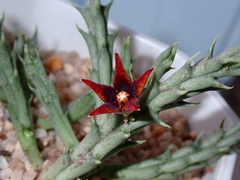 Orbea semitubiflora