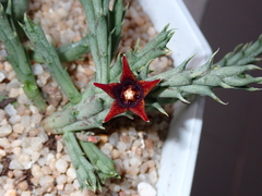 Orbea semitubiflora