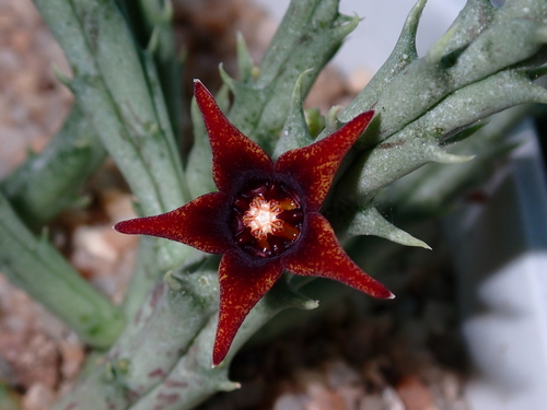 Pachycymbium semitubiflorum (L.E.Newton) M.G.Gilbert 3
