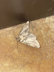 Paectes abrostoloides