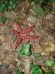 Clathrus archeri