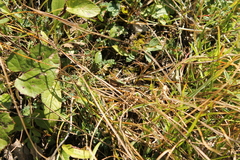 Metrioptera brachyptera