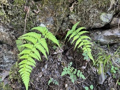 Dryopteris fructuosa