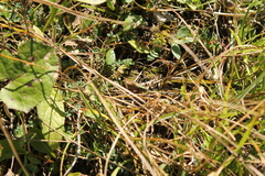 Metrioptera brachyptera