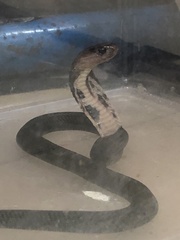 Naja sumatrana