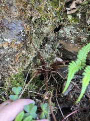 Dryopteris fructuosa