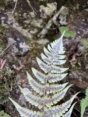 Dryopteris fructuosa