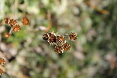 Achillea clavennae