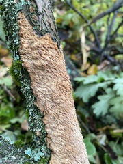 Fomitiporia punctata