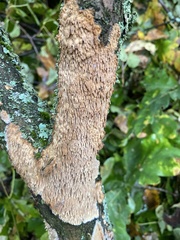 Fomitiporia punctata