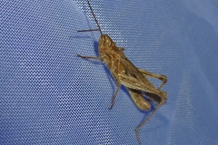 Chorthippus biguttulus