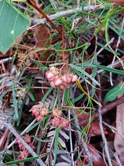 Lasiopetalum rufum