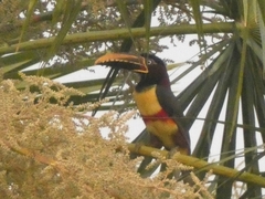 Pteroglossus castanotis