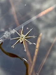 Dolomedes facetus