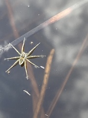 Dolomedes facetus