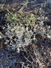 Pseudognaphalium microcephalum