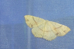 Cyclophora punctaria