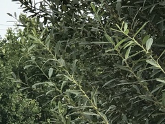 Salix cinerea
