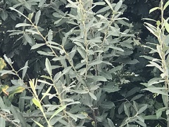 Salix cinerea