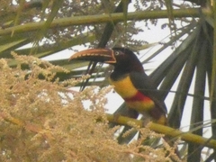 Pteroglossus castanotis