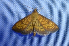 Ecpyrrhorrhoe rubiginalis