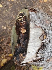 Gloeophyllum sepiarium