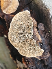 Gloeophyllum sepiarium