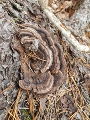 Gloeophyllum sepiarium