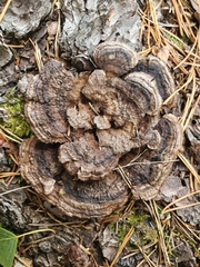 Gloeophyllum sepiarium