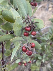 Arctostaphylos glandulosa
