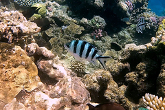 Abudefduf sexfasciatus