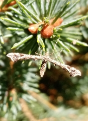 Amblyptilia punctidactyla